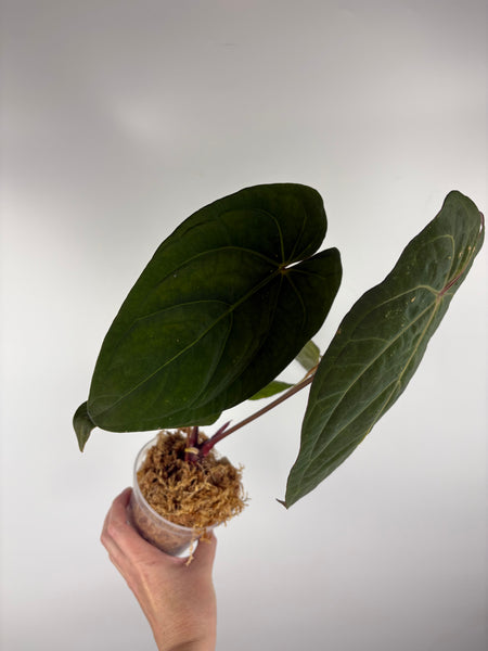 Anthurium magnificum x red dark phoenix