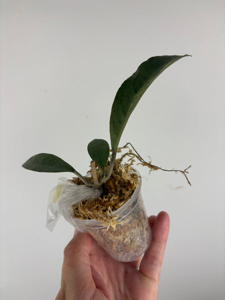 Hoya aff emperor