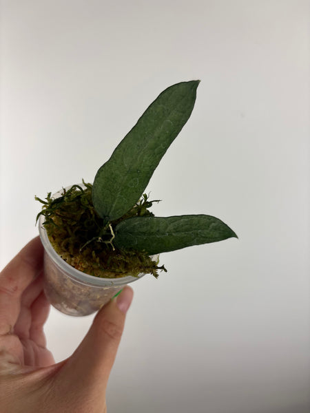 hoya pandurata silver A