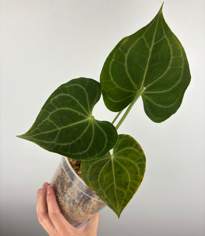 Anthurium clarinervium white spider A