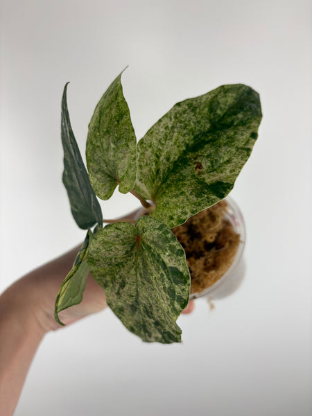 Piper ornatum variegated