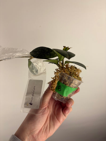 hoya crassipetiolata high splash B