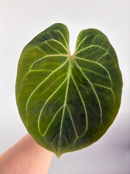 Anthurium king of spades large A