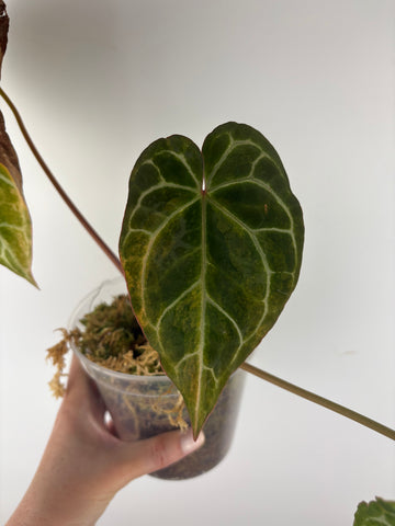 Anthurium crystallinum Petir variegated - Double growth point