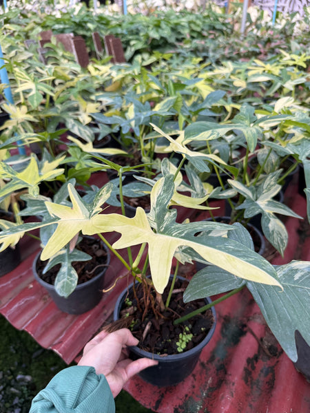 Philodendron pedatum (Thailand)