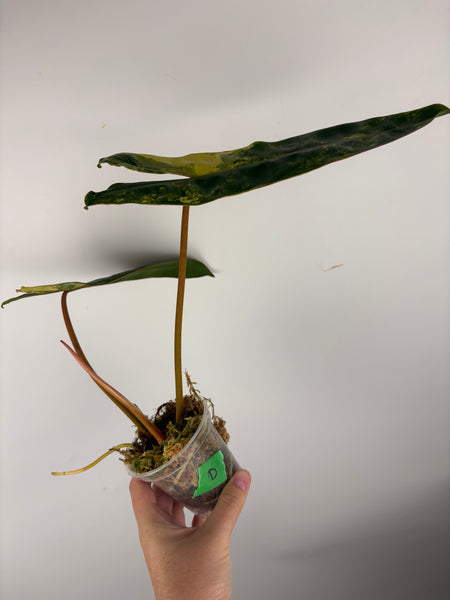Philodendron billietiae variegated D