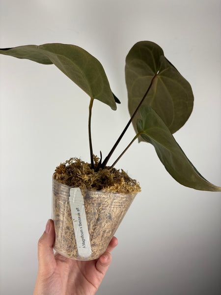 Anthurium magnificum x besseae aff