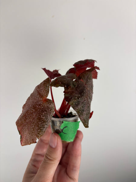Begonia Robin C
