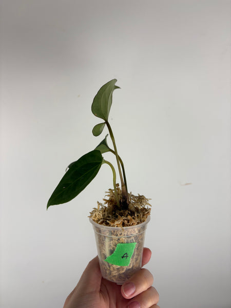 Anthurium king of spades x Fort Sherman A