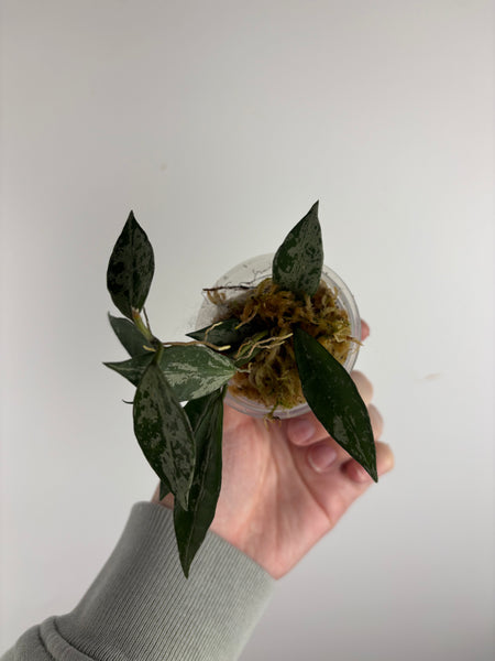 hoya lacunosa middle silver A