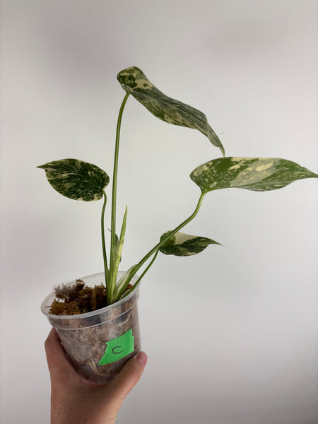 Monstera white snow C