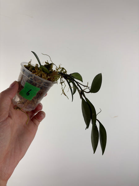 Hoya sp Cianjur splash 6