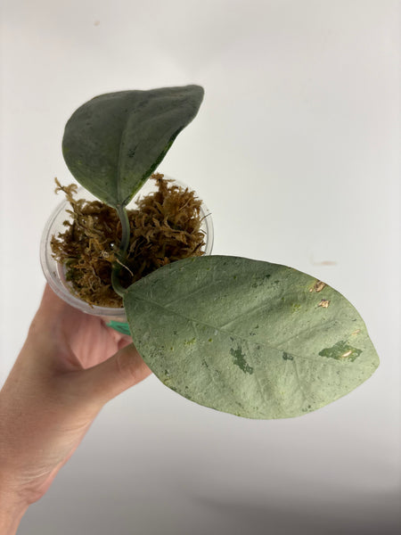hoya coriacea silver