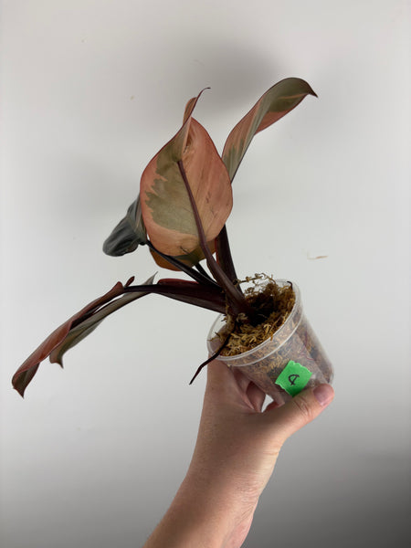 Philodendron black cardinal A