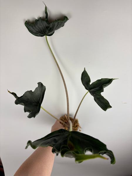 Alocasia holy grail D -XL