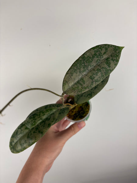 Hoya Aff lambii silver sp sanggau A