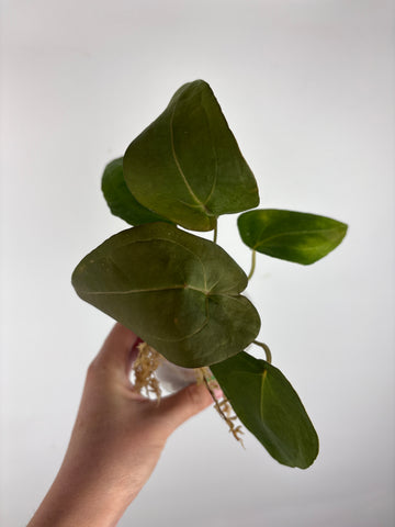 Anthurium velvet mask x papillilaminum 6