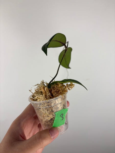 Hoya sp aceh gayo lues 3