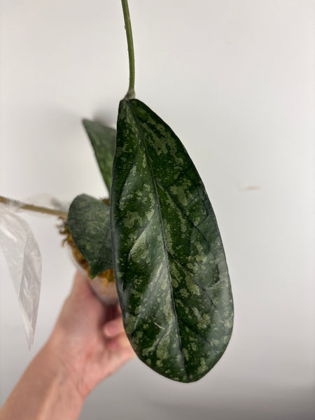 Hoya Tanggamus high splash B