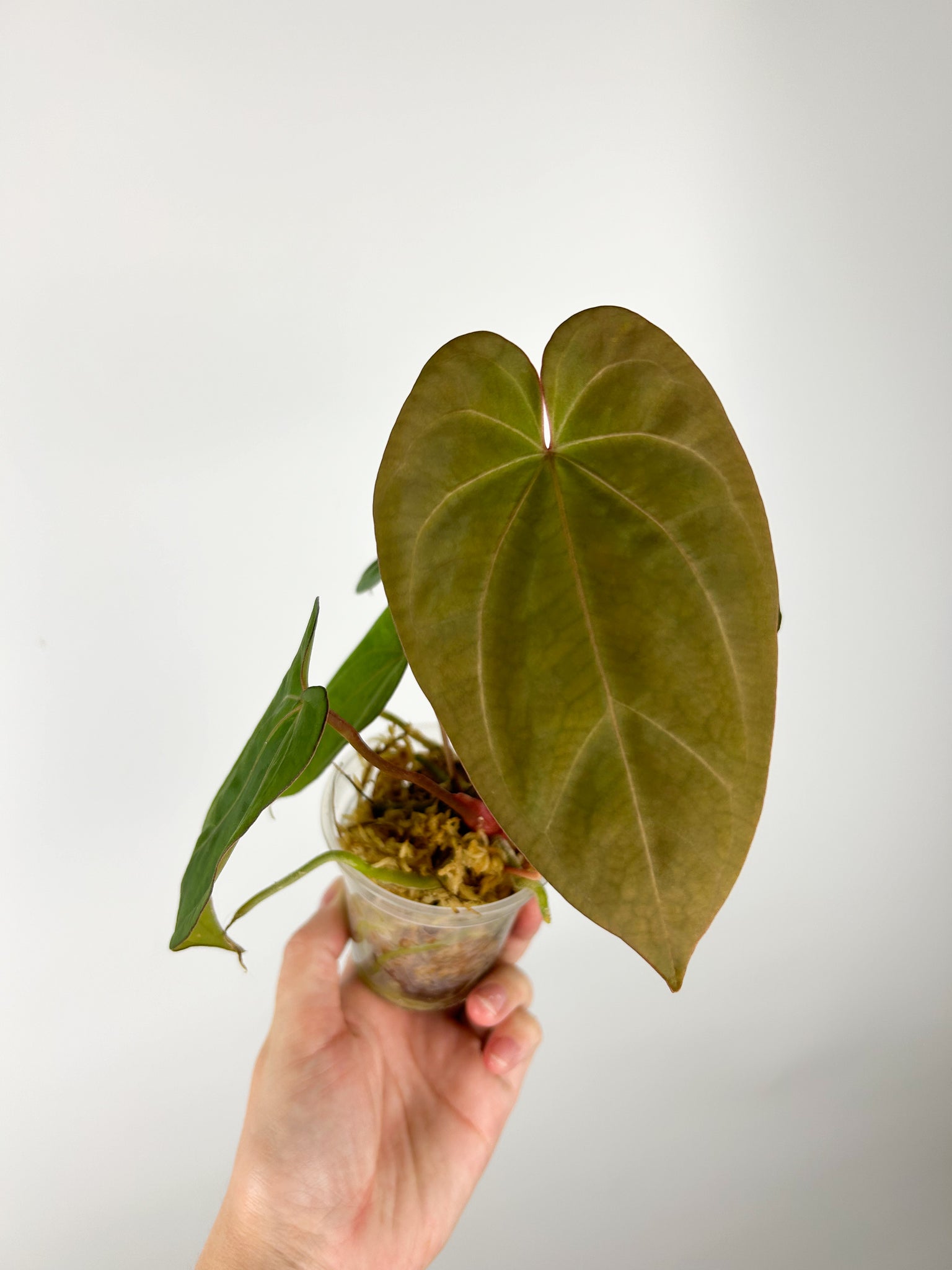 Anthurium hoffmannii x papi A