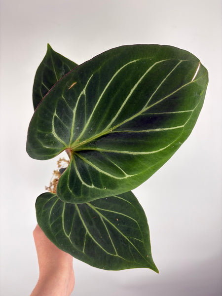 Anthurium king of spades large C