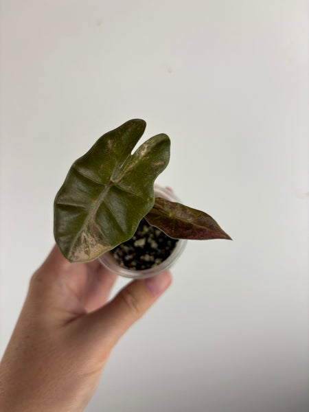 alocasia pseudo sanderiana bull pink variegated
