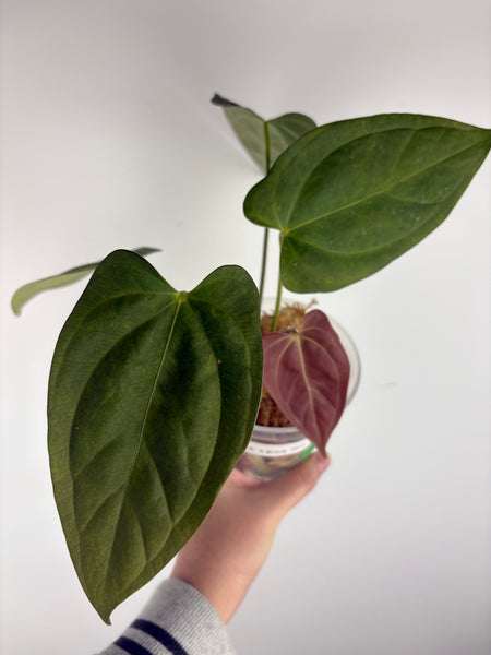 Anthurium dark pheonix x black nero A