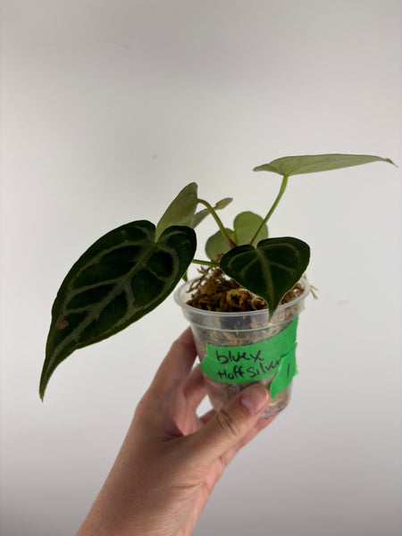 Anthurium blue papi x hoffmanii silver 1B
