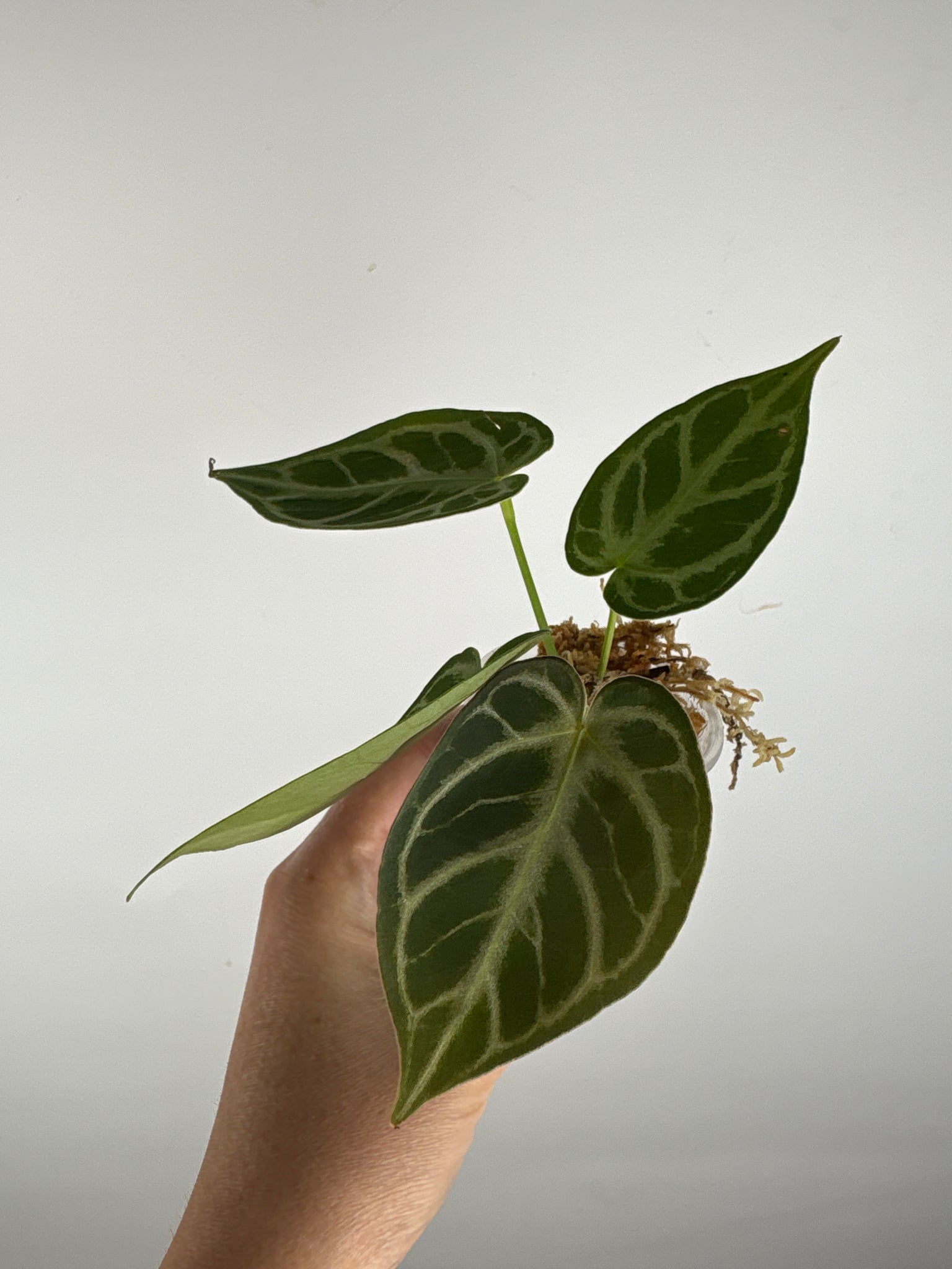 Anthurium blue papi x hoffmanii silver 6
