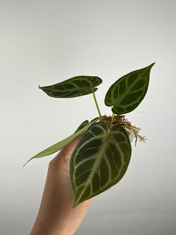 Anthurium blue papi x hoffmanii silver 6