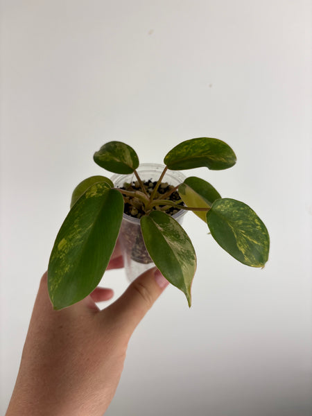 philodendron kitina variegated E