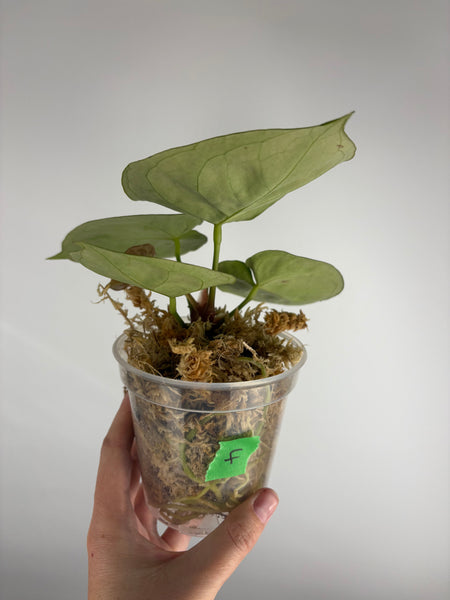 Anthurium Silver blush mutation F