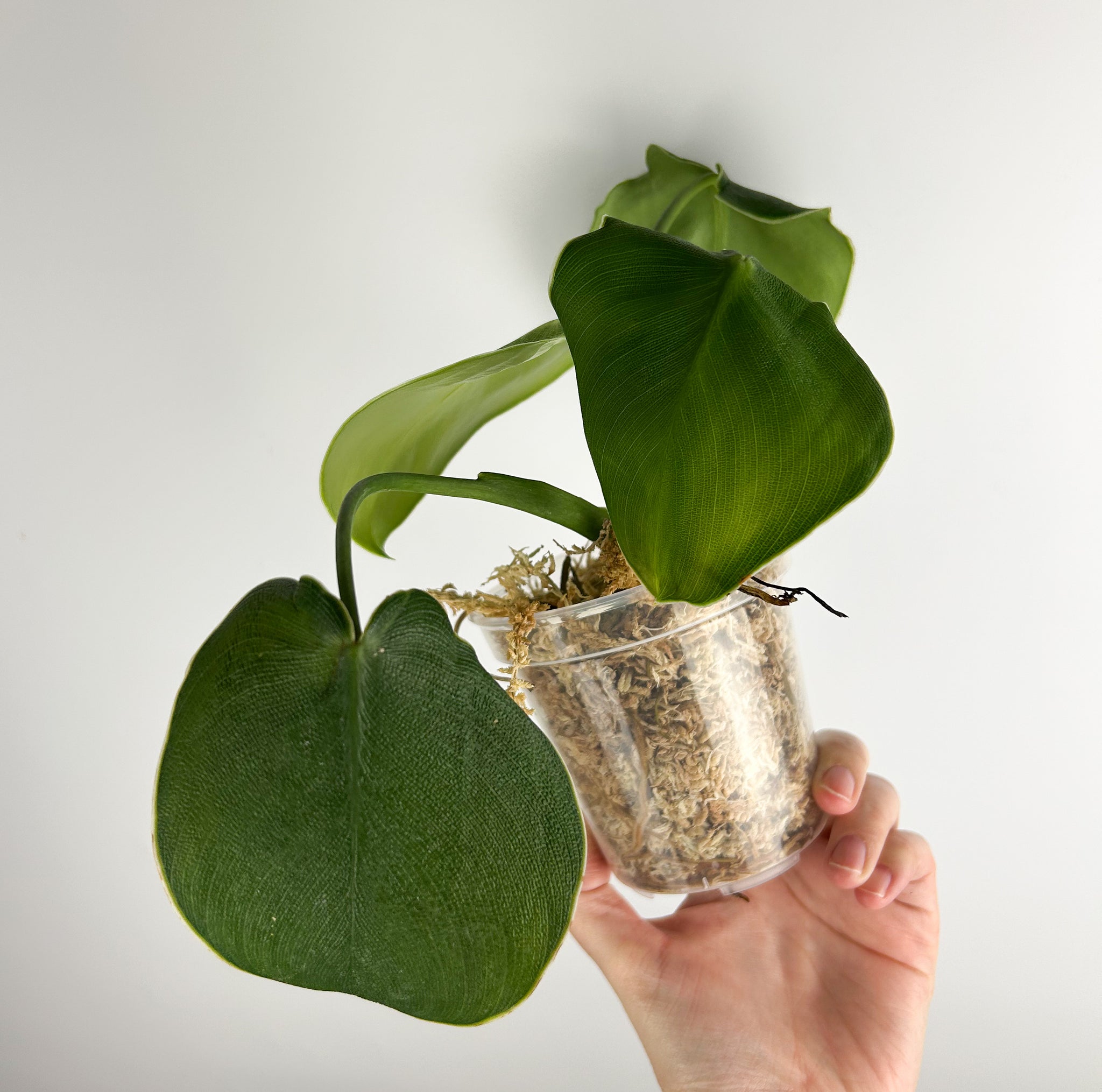 Philodendron rugosum E