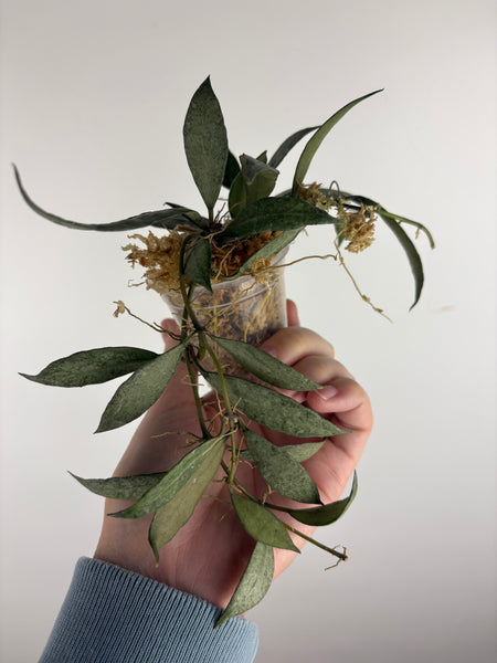 hoya lacunosa white pearl A