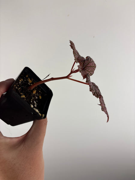 Begonia 'Faerie Dragon' C