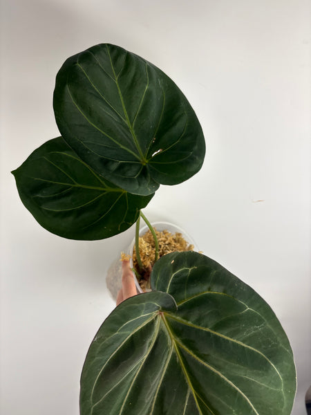 Anthurium king of spades H large
