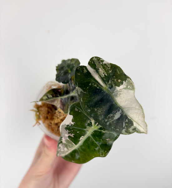 Alocasia Amazonica polly pink A