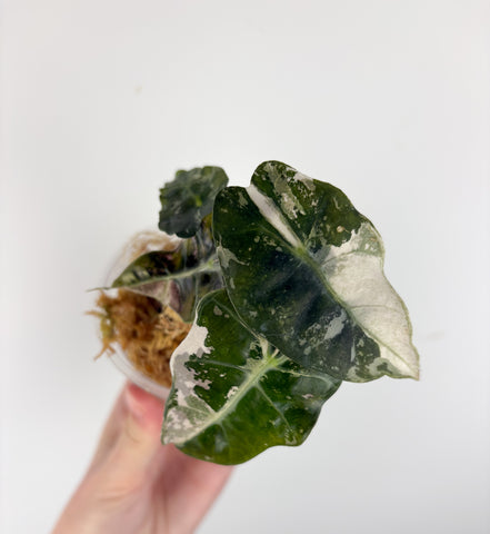 Alocasia Amazonica polly pink A