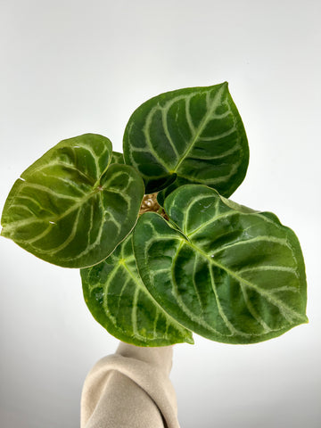 Anthurium hoffmannii x crystallinum A