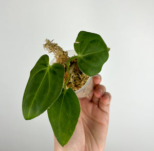 Anthurium dark phoenix x dressleri G