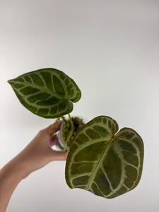 Anthurium silver blush x red crystal 9B