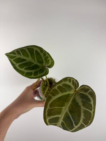 Anthurium silver blush x red crystal 9B