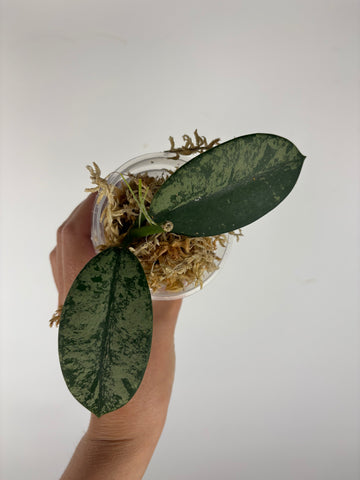 Hoya diversifolia maha dewi 3