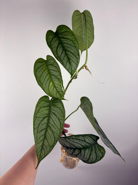 monstera siltepecana el salvador A