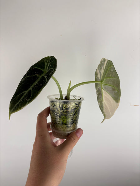 Alocasia black velvet Albo