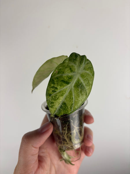 Alocasia ninja variegated