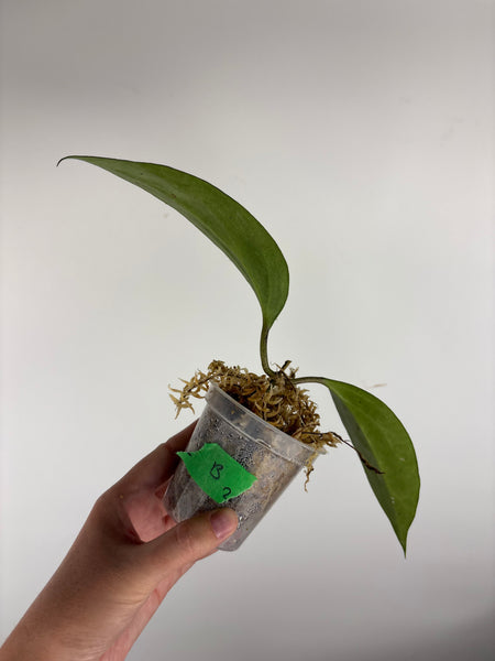 Hoya Latifolia 'rimba perak' B2