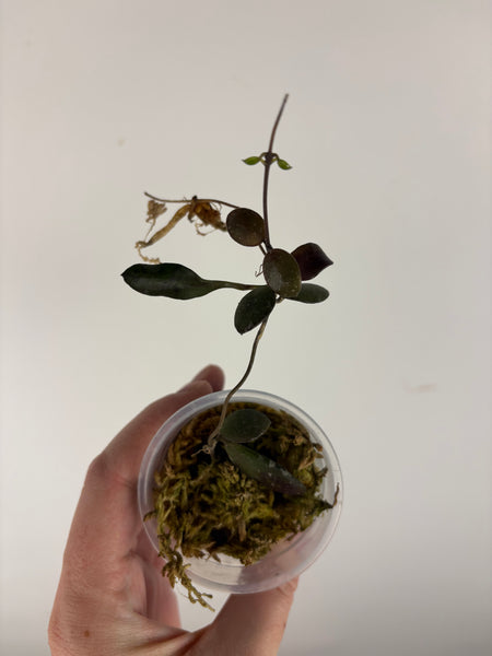 Hoya no ID - lost tag A