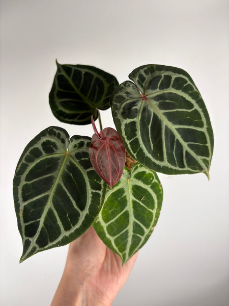Anthurium tezula x hurc