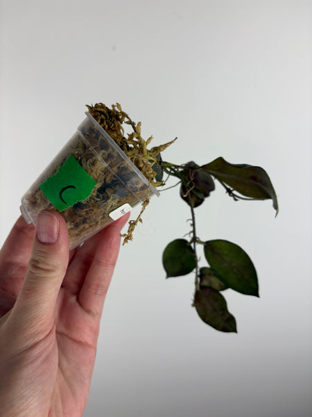 hoya walliniana silver C